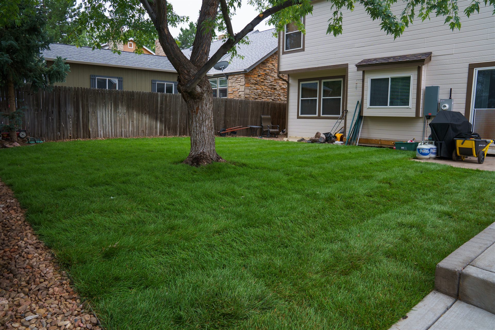 Fresh sod around a mature shade tree